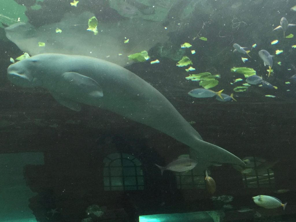 A dugong!
